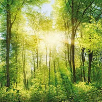 /album/a12/lesni-svit-vyrez-jpg/